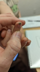 Zygogramma heterothecae