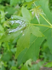 Phyllocnistis liquidambarisella