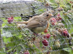 Erithacus rubecula