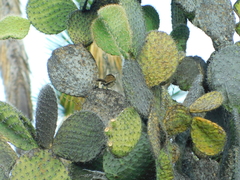 Campylorhynchus jocosus