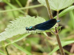 Calopteryx virgo