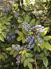 Berberis aquifolium