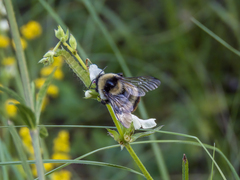 Bombus cullumanus