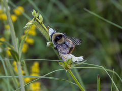 Bombus cullumanus