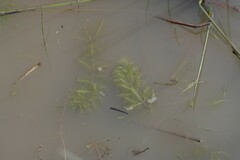 Utricularia stellaris