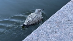 Larus argentatus