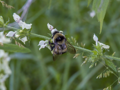 Bombus cullumanus