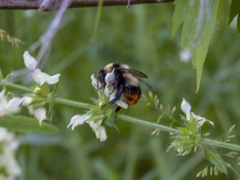 Bombus cullumanus
