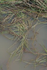 Isoetes wormaldii