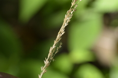 Sphenopholis intermedia