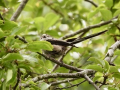 Aegithalos caudatus