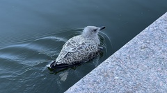 Larus argentatus