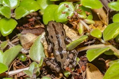 Kassina senegalensis