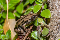 Kassina senegalensis