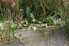 Nymphoides thunbergiana