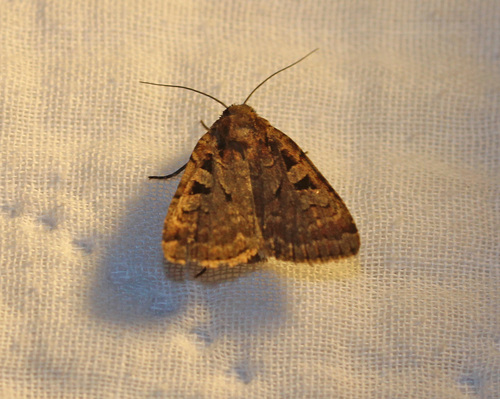 Two-spotted Dart photo 4