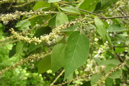 Croton mexicanus