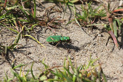 Cicindela ohlone