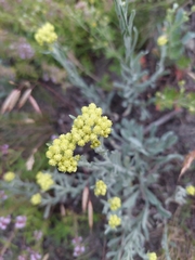 Helichrysum arenarium