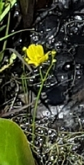 Utricularia striata