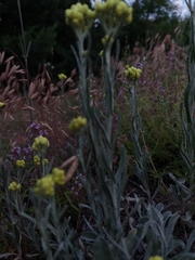 Helichrysum arenarium