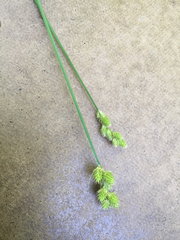 Carex bebbii