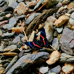 Ancyluris jurgensenii