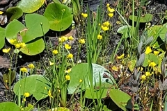 Utricularia striata