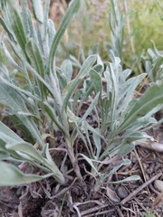 Helichrysum arenarium