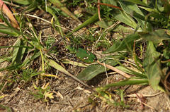 Cicindela ohlone