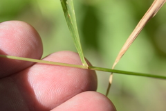 Sphenopholis intermedia