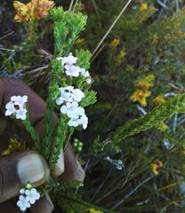 Euchaetis scabricosta