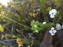 Euchaetis scabricosta