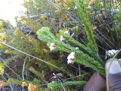 Euchaetis scabricosta