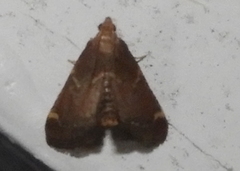 Hypsopygia intermedialis