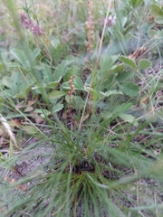 Eremogone procera