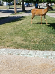 Odocoileus virginianus