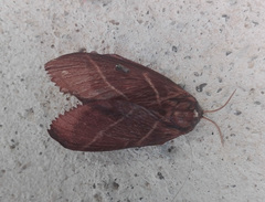Macrothylacia digramma