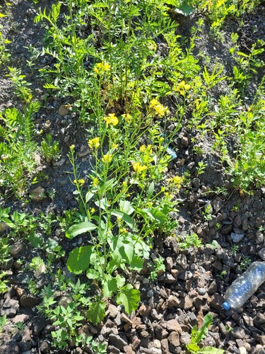 Brassica juncea iNat (1)
