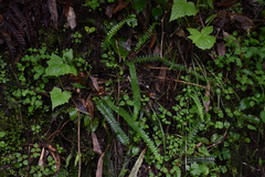 Polystichum stenophyllum