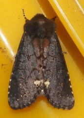 Melanchra assimilis