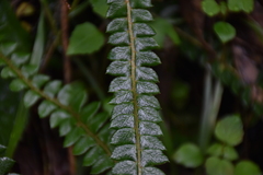 Polystichum stenophyllum