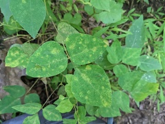 Synchytrium decipiens