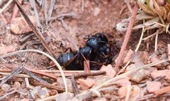 Camponotus modoc