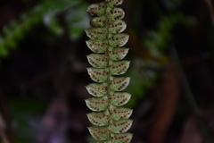 Polystichum stenophyllum