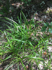 Carex scabrata