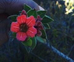 Lobostemon sanguineus