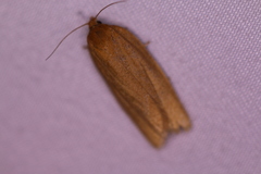 Clepsis clemensiana