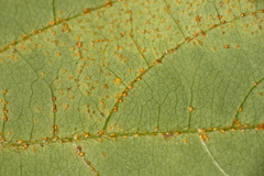 Synchytrium decipiens