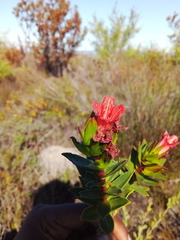 Lobostemon sanguineus